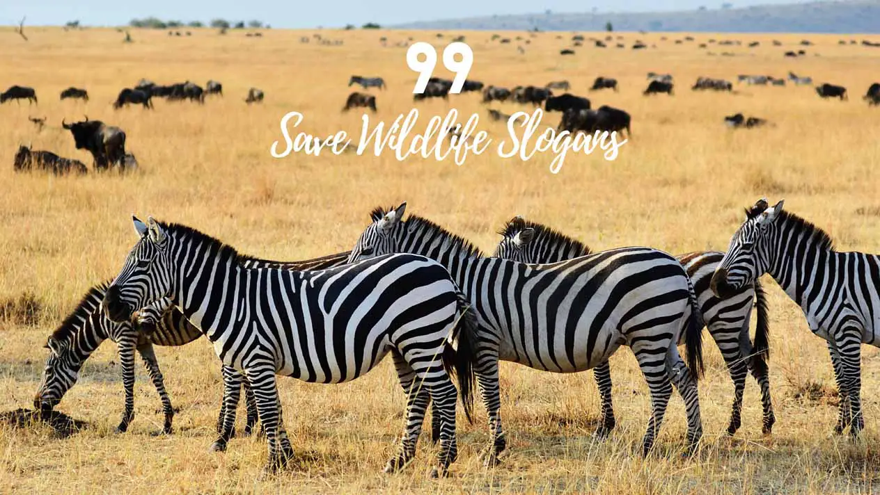 99 Latest & Powerful Slogans On Save Wildlife (2023)