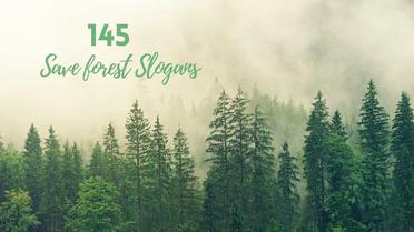 145 Latest & Catchy Save Forest Slogans (2023 Updated)