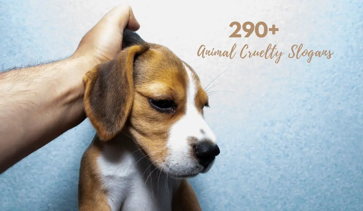 290+ Latest & Catchy Slogans On Animal Cruelty (2023)