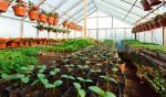 270+ Plant Nursery Name Ideas to Spark Your Imagination
